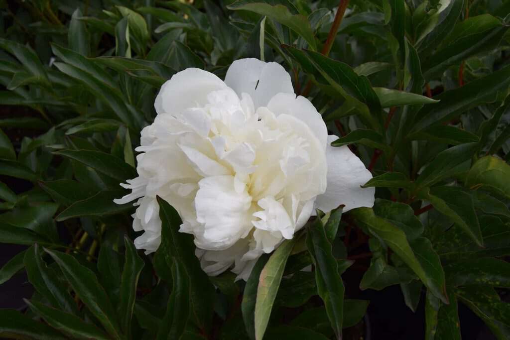 Paeonia lactiflora 'Duchesse de Nemours' ---